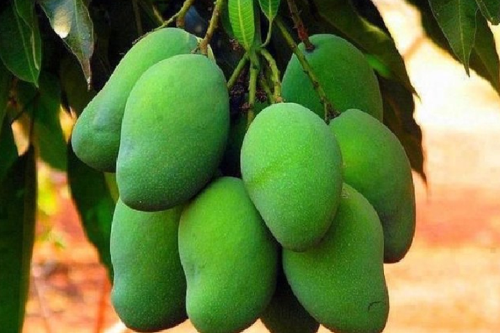জেনে নিন আমের বিভিন্ন উপকারীর দিক