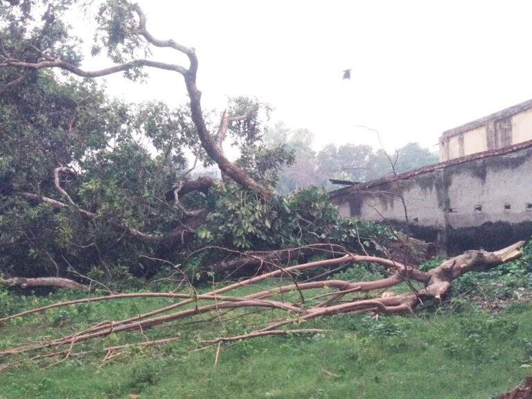 বৃহস্পতিবার জেলায় বৃষ্টি হয়েছে ১৪ মিলি মিটার :  আমের ব্যাপক ক্ষতি