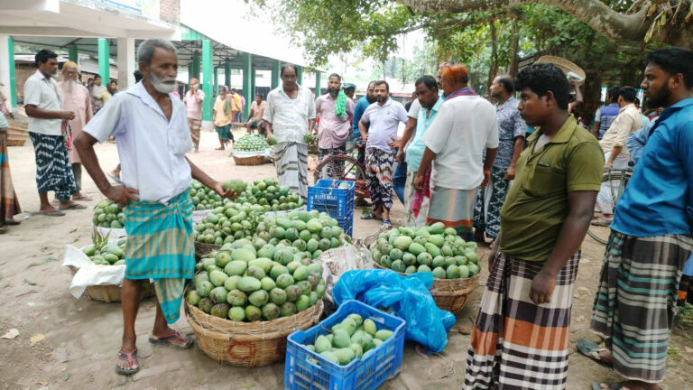 ভোলাহাটে আমের বেচা-বিক্রি শুরু হলেও দাম চড়া