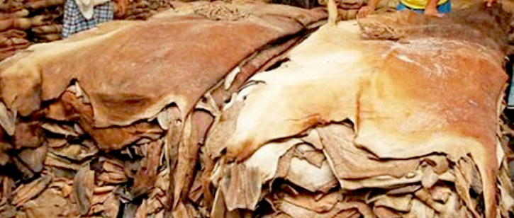 কোরবানির পশুর চামড়ার দাম নির্ধারণ
