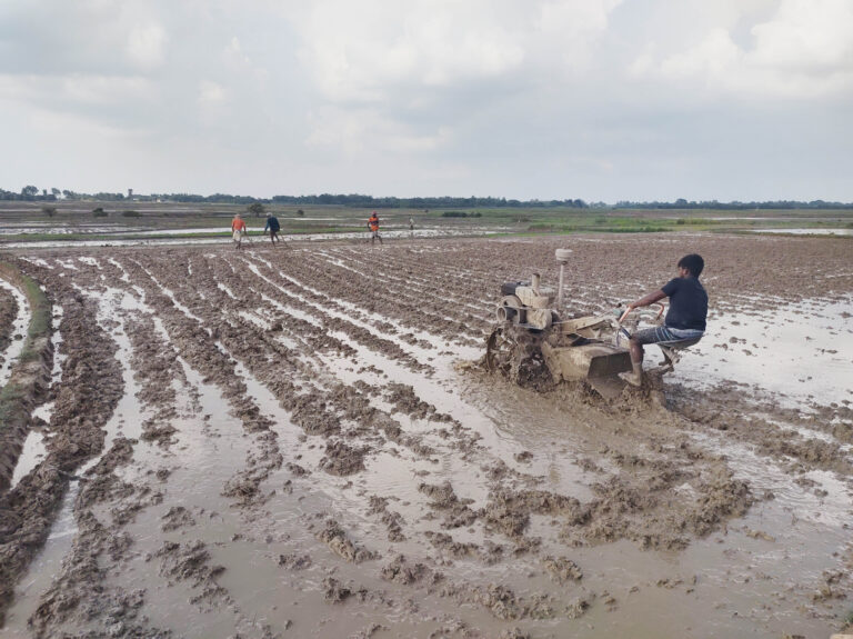 জেলায় আমন আবাদ শুরু