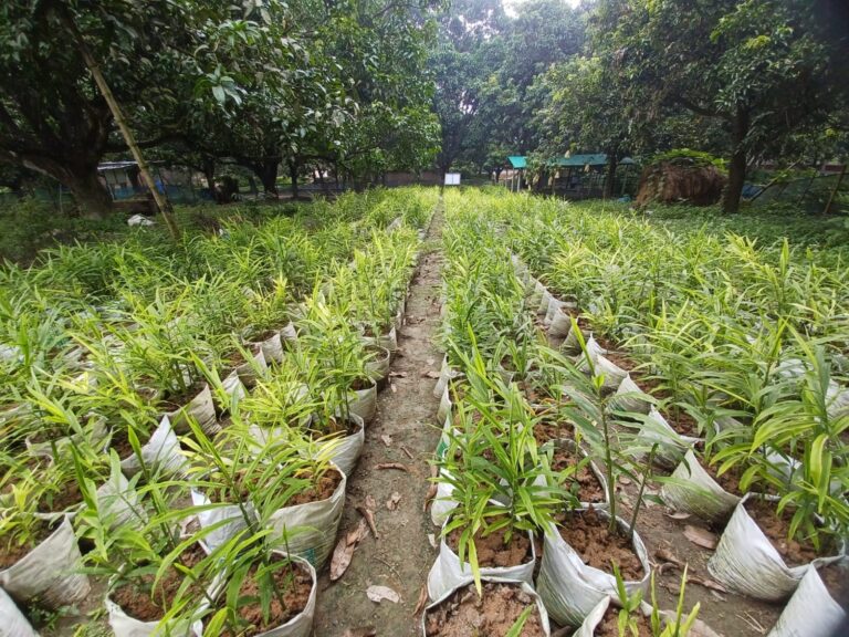 চাঁপাইনবাবগঞ্জে ২ লক্ষাধিক বস্তায় চাষ হচ্ছে আদা