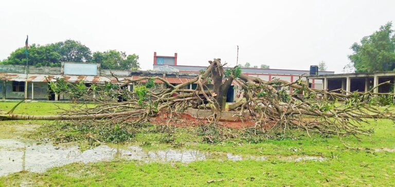নাচোলে দুর্বৃত্তরা কেটে ফেলেছে শিক্ষাপ্রতিষ্ঠানের আমগাছ
