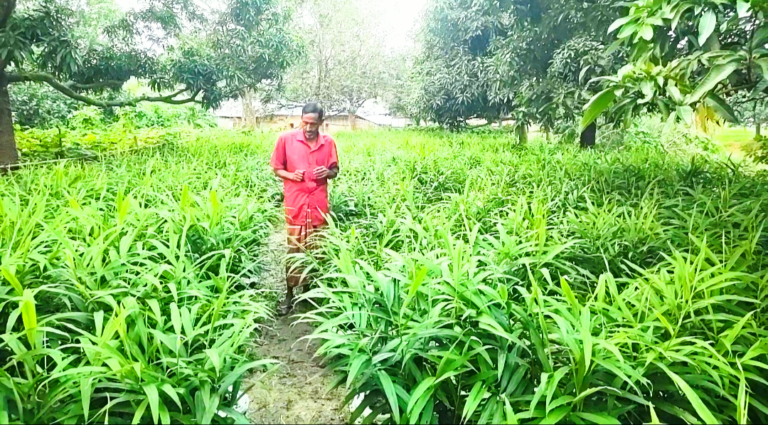 বস্তায় আদা চাষ : অল্প খরচে বেশি লাভের আশায় নাচোলের নাসির উদ্দিন