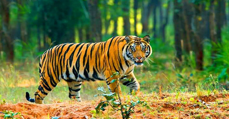 সুন্দরবনে বাঘ বেড়েছে ১১টি