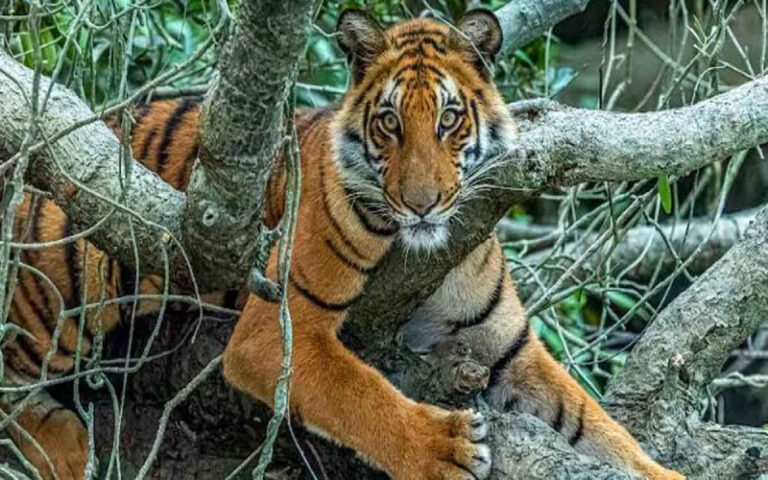 ভারতের সুন্দরবনে বাঘের সংখ্যা জানতে ১২০০ ক্যামেরা