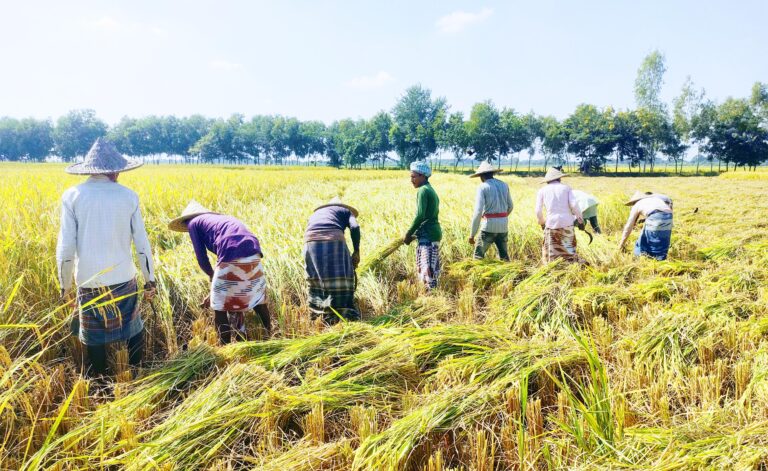 আমন ধান কাটার উৎসব শুরু