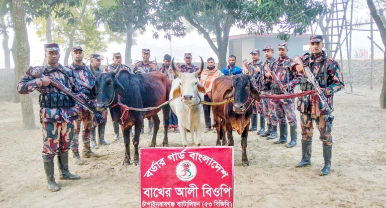 বাখেরআলী সীমান্তে তিনটি ভারতীয় গরুসহ আটক ৩