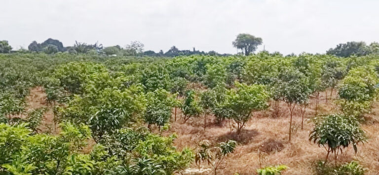 চাঁপাইনবাবগঞ্জে আমবাগান : নাচোল ও গোমস্তাপুরে বেড়েছে কমেছে শিবগঞ্জ-ভোলাহাটে