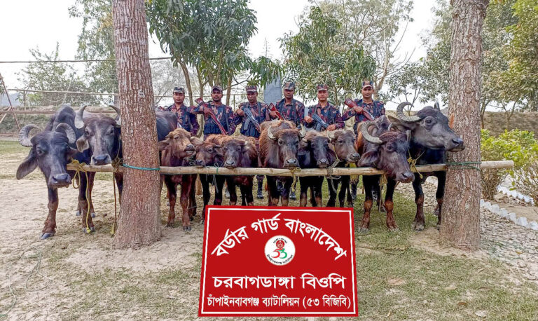 চরবাগডাঙ্গায় বিজিবির অভিযান ভারতীয় ১০টি মহিষ আটক