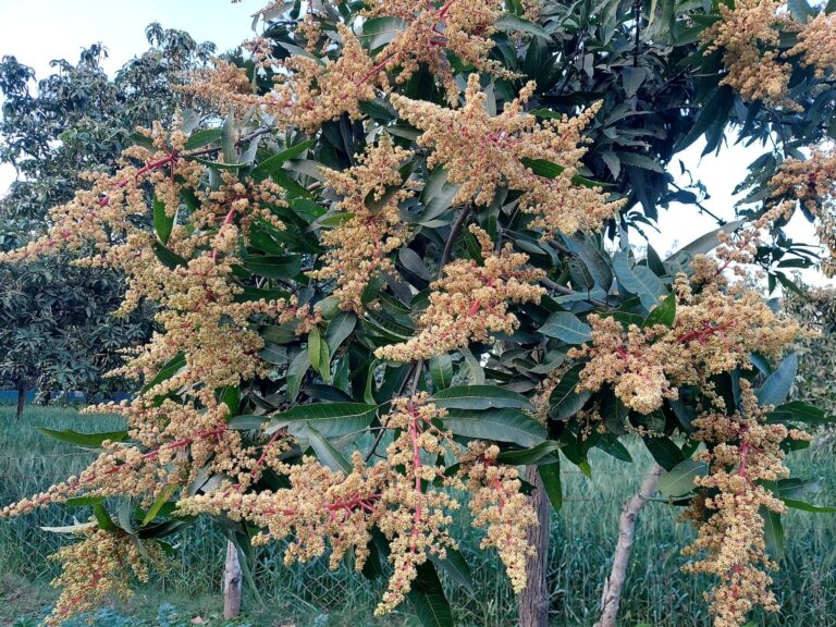 চাঁপাইনবাবগঞ্জে মুকুলিত ৯০ ভাগ আমগাছ, গুটি বেরিয়েছে ৫০ ভাগ