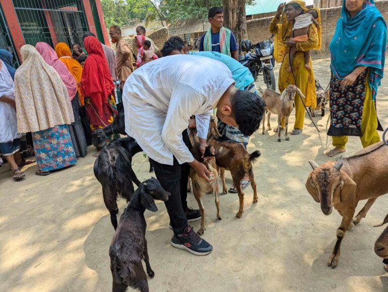 বিশ্ব ভেটেরিনারি দিবস: ইসলামপুরে তিন শতাধিক গরু-ছাগলের ফ্রি চিকিৎসা
