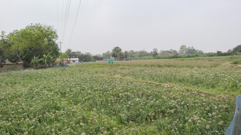 পেঁয়াজ বীজে স্বপ্ন বুনছেন নাচোলের ১০ চাষি