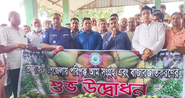 ভোলাহাট আম ফাউন্ডেশন : শুরু হয়েছে পরিপক্ব আম বেচাকেনা
