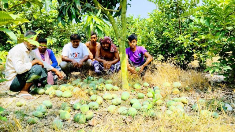 নাচোলে ফলের সঙ্গে শত্রুতা : রাতের আঁধারে নষ্ট করা হয়েছে বারি-৪ আম