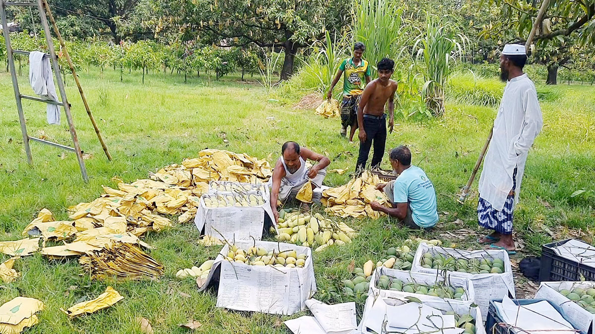 দুই টন দিয়ে রপ্তানি শুরু হলো চাঁপাইনবাবগঞ্জের আম