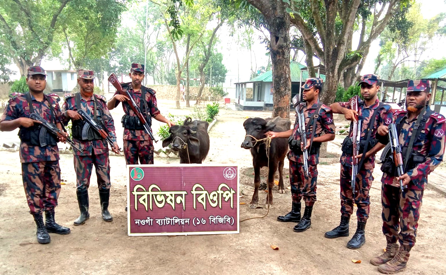 চাঁপাইনবাবগঞ্জের গোমস্তাপুরে ভারতীয় দুটি মহিষ জব্দ বিজিবির