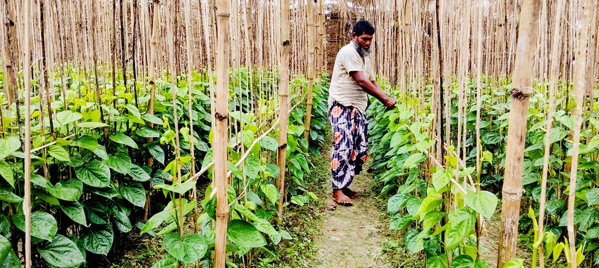 নাচোলে পান চাষে সাড়া ফেলেছেন কৃষক বাবলু