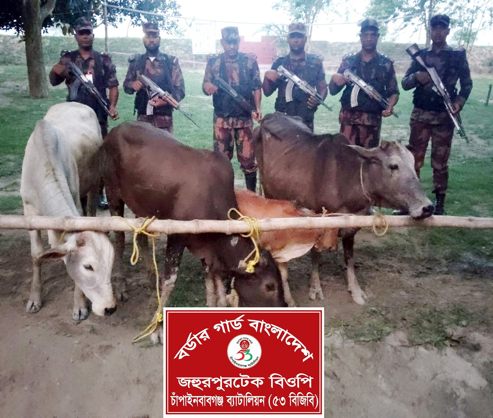৫৩ বিজিবির অভিযানে মে মাসের ১৩ দিনে জব্দ ১৬টি ভারতীয় গরু